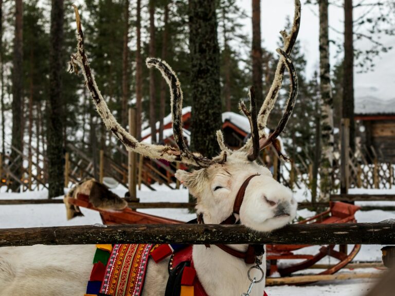 weihnachtsurlaub rovaniemi, finnland